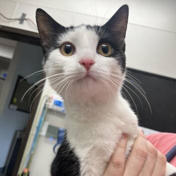 Domestic Short Hair Cats Available for Adoption in Columbiana, Alabama - Cookie | PetCurious