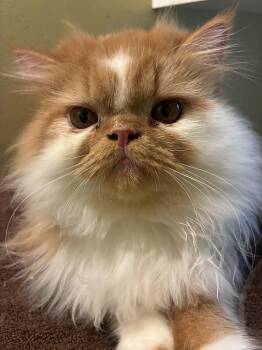 Eggbert -  Persian Cat for Adoption in Howell, Michigan - Eggbert | PetCurious