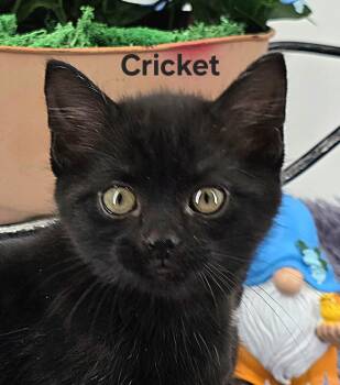 Domestic Medium Hair Cats Available for Adoption in Knoxville, Tennessee - Cricket | PetCurious