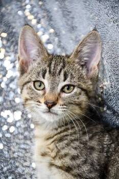 Morris -  Domestic Short Hair Cat for Adoption in Yakima, Washington - Morris | PetCurious