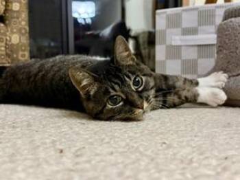 Gigi -  Domestic Short Hair Cat for Adoption in Minneapolis, Minnesota - Gigi | PetCurious