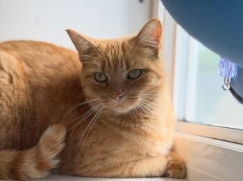 Groot -  Domestic Short Hair Cat for Adoption in Peru, New York - Groot | PetCurious