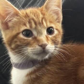 Domestic Short Hair and Tabby Cats Available for Adoption in Fountain Valley, California - Hera- Soft Spoken Orange Girl | PetCurious