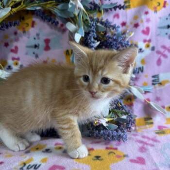 Appalachian Memories -  Domestic Short Hair Cat for Adoption in Toms River, New Jersey - Appalachian Memories | PetCurious