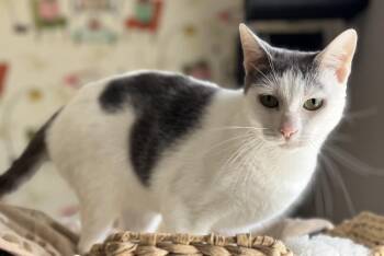 Savanna -  Domestic Short Hair Cat for Adoption in West Palm Beach, Florida - Savanna | PetCurious