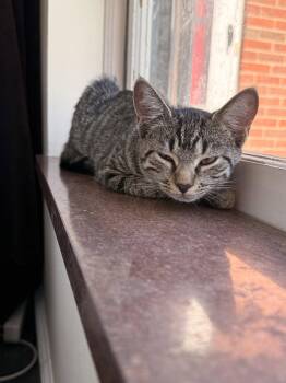 Cinco -  Domestic Short Hair Cat for Adoption in Walled Lake, Michigan - Cinco | PetCurious