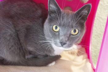 Rescue Domestic Short Hair Cats for Adoption in Boise, Idaho - Grey | PetCurious