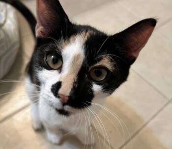 Hobby -  Domestic Short Hair Cat for Adoption in Smithfield, North Carolina - Hobby | PetCurious