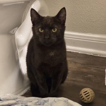 Domestic Short Hair Cats Available for Adoption - Shrimp Gumbo | PetCurious