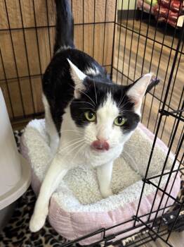 Domestic Short Hair Cats Available for Adoption in Valley Center, Kansas - Chico | PetCurious