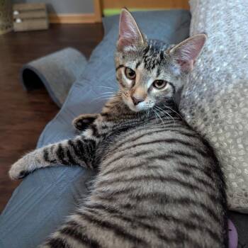 Kiki -  Domestic Short Hair Cat for Adoption in Traverse City, Michigan - Kiki | PetCurious