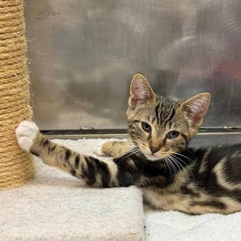 Perch -  Domestic Short Hair Cat for Adoption in Morristown, Vermont - Perch | PetCurious