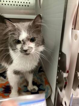 Domestic Short Hair Cats Available for Adoption - Mufasa | PetCurious