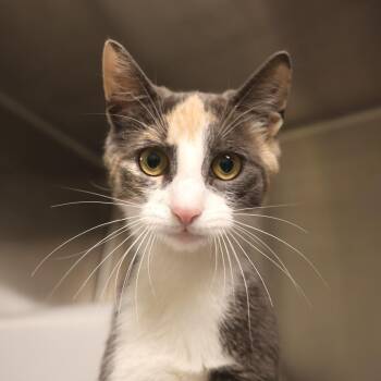 Cookie -  Domestic Short Hair Cat for Adoption in Briarcliff Manor, New York - Cookie | PetCurious