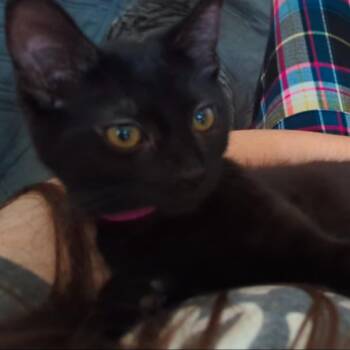 Athena -  Domestic Short Hair Cat for Adoption in Traverse City, Michigan - Athena | PetCurious