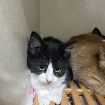 Rescue Domestic Short Hair Cats for Adoption in Blue Earth, Minnesota - Ian | PetCurious