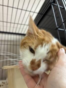 26-548 -  Domestic Short Hair Cat for Adoption in Barnesville, Georgia - 26-548 | PetCurious