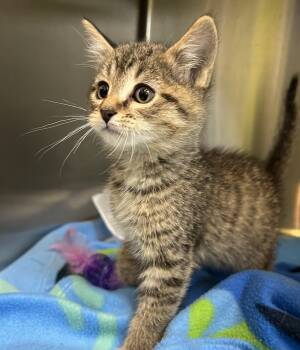 Rescue Domestic Short Hair Cats for Adoption in Sioux City, Iowa - Nugget | PetCurious