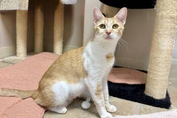 Solara -  Domestic Short Hair Cat for Adoption in Fountain Hills, Arizona - Solara | PetCurious