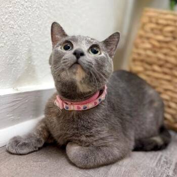 Dilute Tortoiseshell and Domestic Short Hair Cats Available for Adoption in Friendswood, Texas - Moon Majestic Green-Eyes River | PetCurious