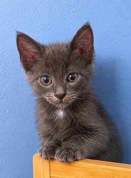 Korg -  Domestic Medium Hair and Extra Toes Cat Hemingway Polydactyl Cat Available for Adoption in Homer Glen, Illinois - Korg | PetCurious