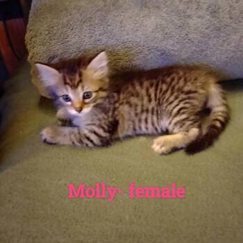 Molly -  Domestic Short Hair Cat for Adoption in New Tazewell, Tennessee - Molly | PetCurious