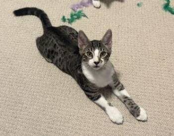 Skillet (Guardian Assist) -  Domestic Short Hair Cat for Adoption in Fremont, California - Skillet (Guardian Assist) | PetCurious