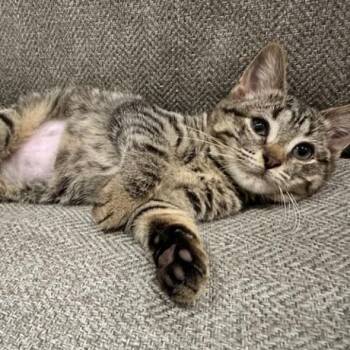 Domestic Short Hair Cats Available for Adoption in South Elgin, Illinois - Karma - Home To Home | PetCurious