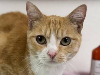 Rebecca -  Domestic Short Hair Cat Available for Adoption in Portland, Oregon - Rebecca | PetCurious