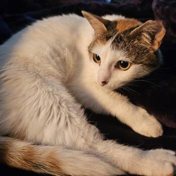 Domestic Short Hair Cats Available for Adoption in Bulverde, Texas - Kitty Purry | PetCurious