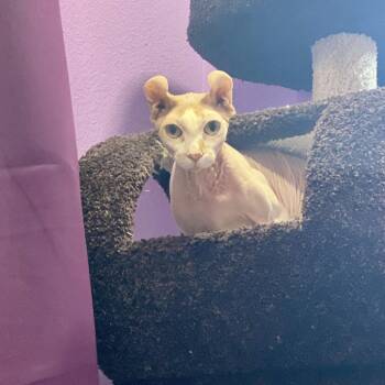 Pwyll Peppertwig aka Ganesh -  Sphynx Hairless Cat Cat for Adoption in Leona Valley, California - Pwyll Peppertwig Aka Ganesh | PetCurious