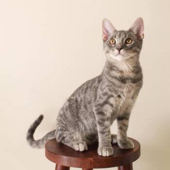 Sylvester -  Domestic Short Hair Cat for Adoption in Victoria, British Columbia - Sylvester | PetCurious