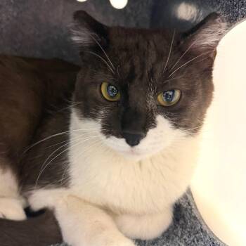 Domestic Short Hair Cats Available for Adoption in Reno, Nevada - SZA | PetCurious