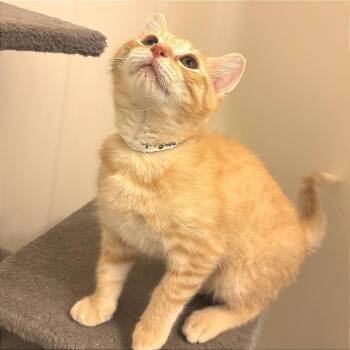 In Bad Company -  Domestic Short Hair Cat for Adoption in Fredericksburg, Virginia - In Bad Company | PetCurious