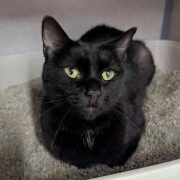Belladonna -  Domestic Short Hair Cat for Adoption in Evansville, Indiana - Belladonna | PetCurious