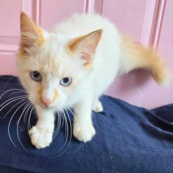 Daniel -  Siamese Cat for Adoption in Jefferson City, Tennessee - Daniel | PetCurious