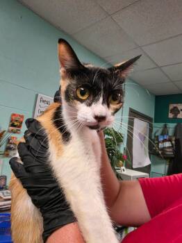 January -  Domestic Short Hair Cat for Adoption in Rockport, Texas - January | PetCurious