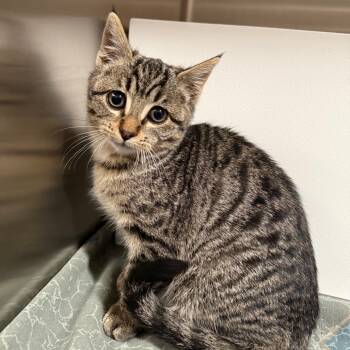 Rescue Domestic Short Hair Cats for Adoption in Cedaredge, Colorado - Zell | PetCurious