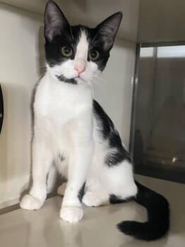 Gin -  Domestic Short Hair Cat for Adoption in Hammond, Louisiana - Gin | PetCurious