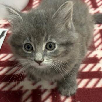 Domestic Medium Hair Cats Available for Adoption in Kingman, Arizona - Lilith | PetCurious