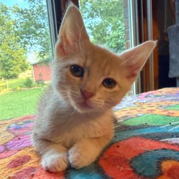 Daisy -  Domestic Short Hair Cat for Adoption in Brighton, Missouri - Daisy | PetCurious