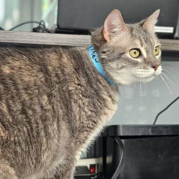 Mew -  Domestic Short Hair Cat for Adoption in Lakewood, Colorado - Mew | PetCurious