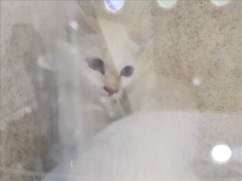 LUMEN -  Domestic Short Hair Cat for Adoption in Santa Fe, New Mexico - LUMEN | PetCurious