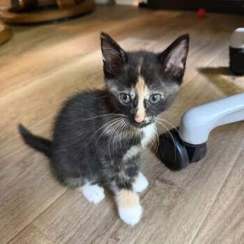 Bisou -  Domestic Short Hair Cat for Adoption in Fayetteville, Georgia - Bisou | PetCurious