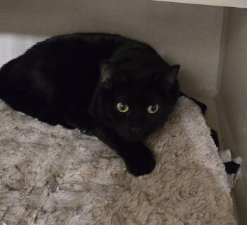 Domestic Short Hair Cats Available for Adoption - Mary | PetCurious