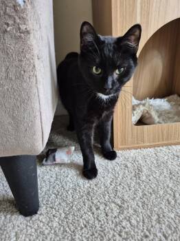 American Shorthair Cats Available for Adoption - Sparrow  | PetCurious