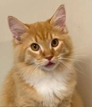 KITTEN PHOENIX -  Tabby Cat for Adoption in Franklin, Tennessee - KITTEN PHOENIX | PetCurious