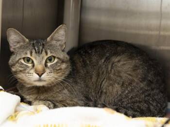 SHORESY -  Domestic Short Hair Cat for Adoption in Phoenix, Arizona - SHORESY | PetCurious