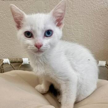 Minka -  Domestic Short Hair Cat for Adoption in Medford, Oregon - Minka | PetCurious
