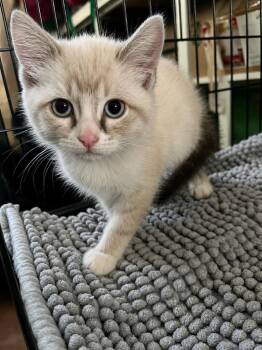 Boba -  Domestic Short Hair Cat for Adoption in Edmond, Oklahoma - Boba | PetCurious